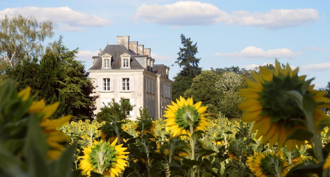 La Mothaye zonnebloemen telelens vakantiehuis